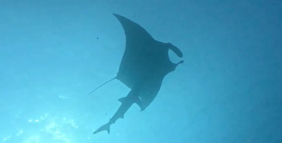 акула и скат