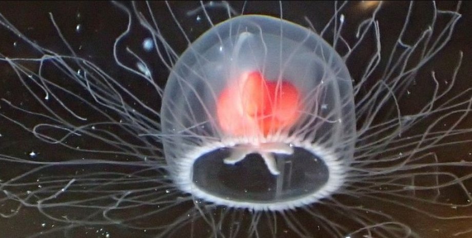 медыза, бессмертная медуза, медуза вечная жизнь