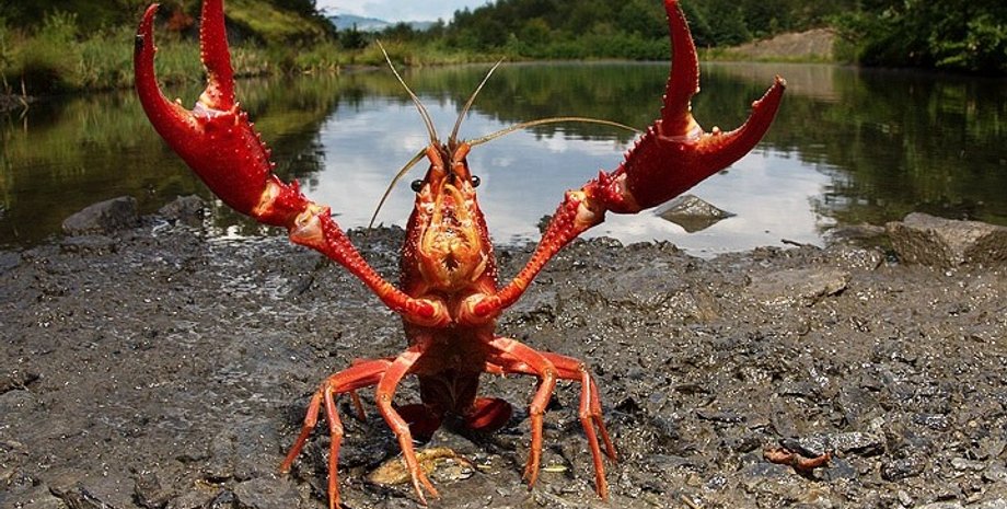 Иллюстративное фото: aquamir63.ru