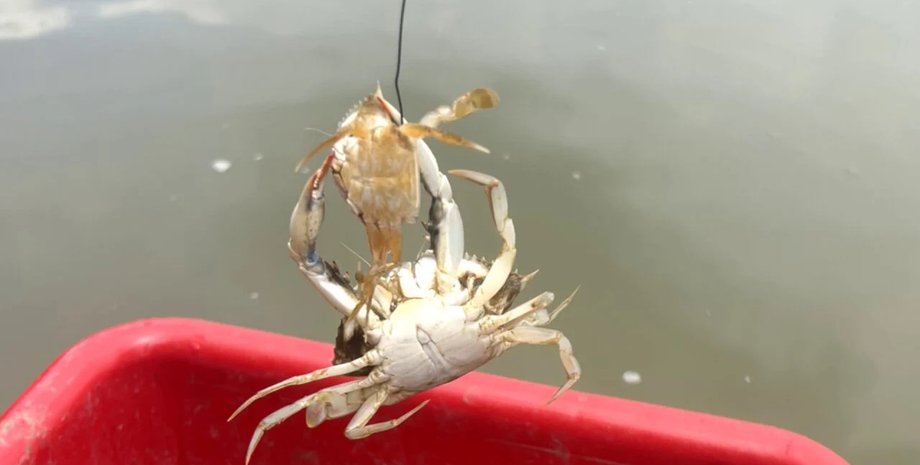 сині краби синій краб вимирання