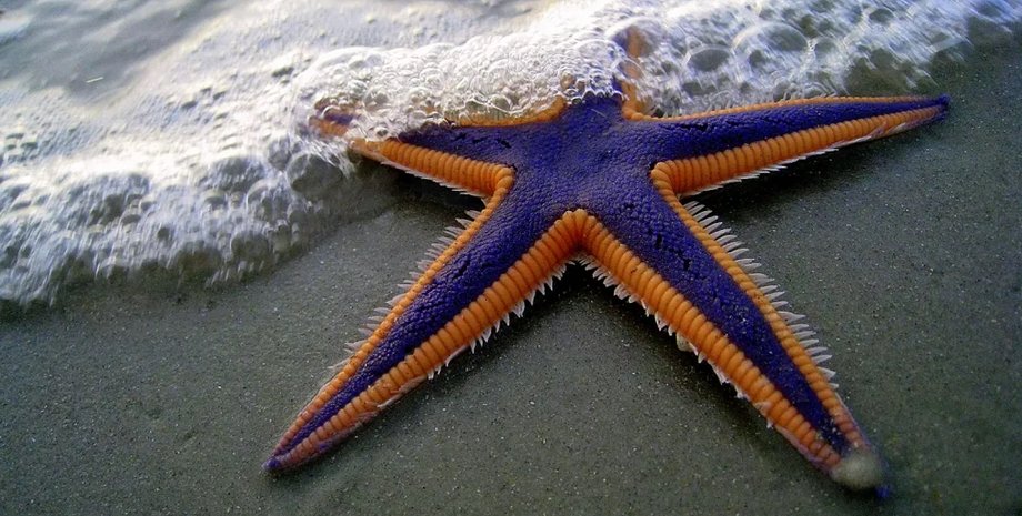 Стародавня скам'янілість розкриває таємницю еволюції морської зірки