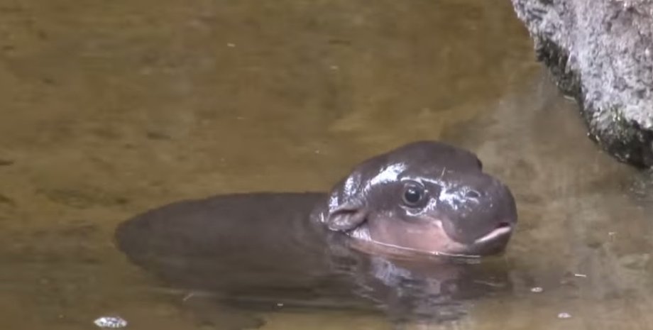 Кадр из видео Youtube