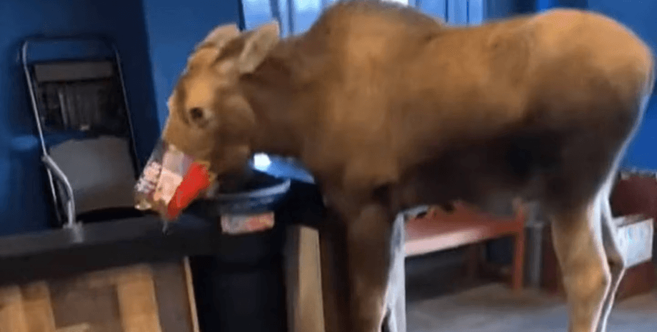 Лось, животное, дикое животное, кинотеатр, попкорн, снеки, кино,