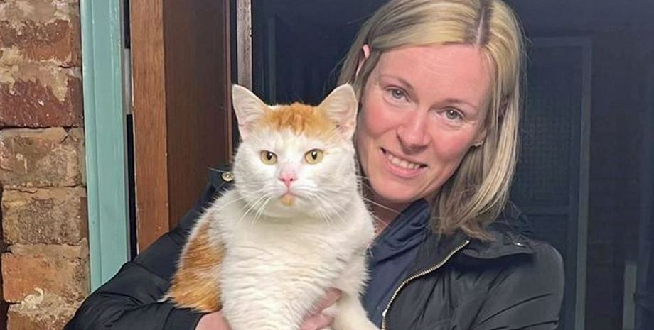 Супруги из Шотландии нашли своего кота за 480 км от дома, как он там оказался, поиск пропавших животных