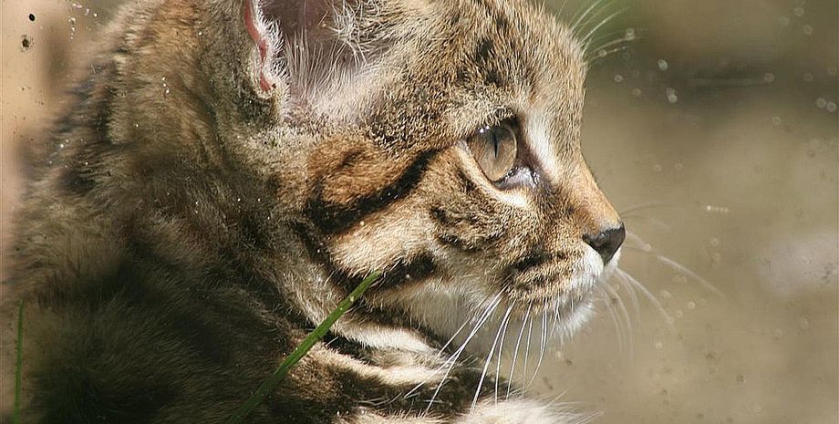 Африканская чернолапая кошка, самая смертоносная кошка, самая смертоносная кошка в мире, Felis nigripes, самая маленькая кошка Африки, успешность охоты, верхушечный хищник, юг Африки, уединенный образ жизни, природоохранные мероприятия