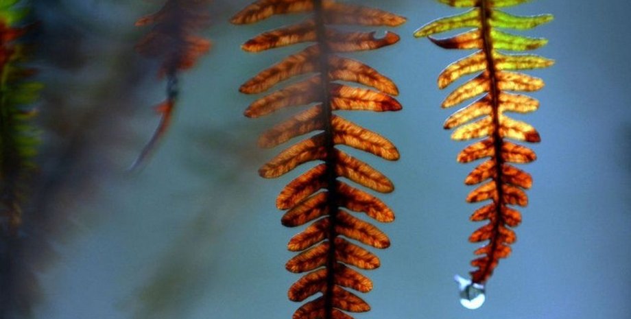 Лист и капля воды