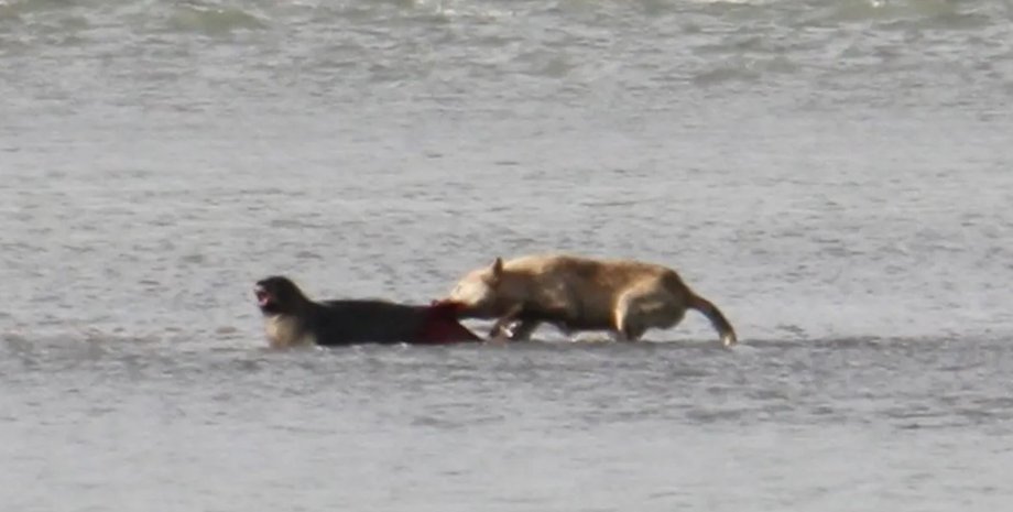 волк, охота волка, волк и тюлень