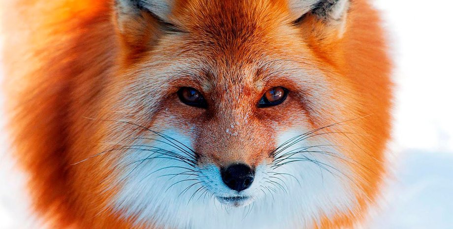 Фото: evening-kazan.ru