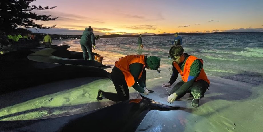 гринди, масова загибель китів, кити