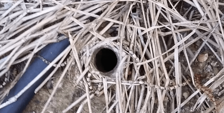 Нора паука, яма в саду, яма размером с монету, под землей, дыра з земли, паук, пауки,  ужас под землей, крошечная яма в саду