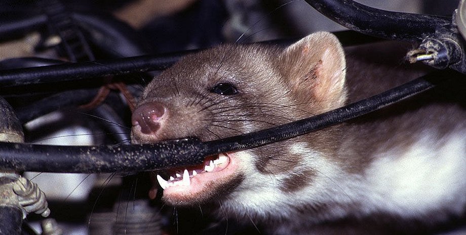 Tesla крысы проводка