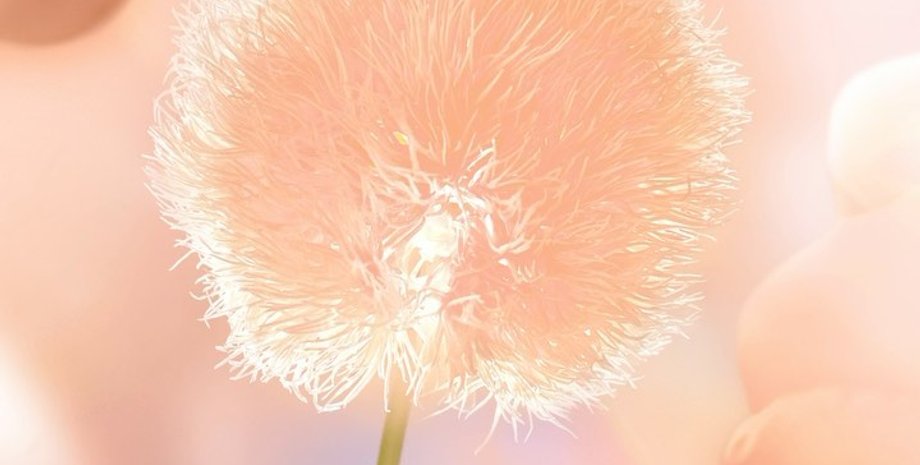 цвет года, pantone