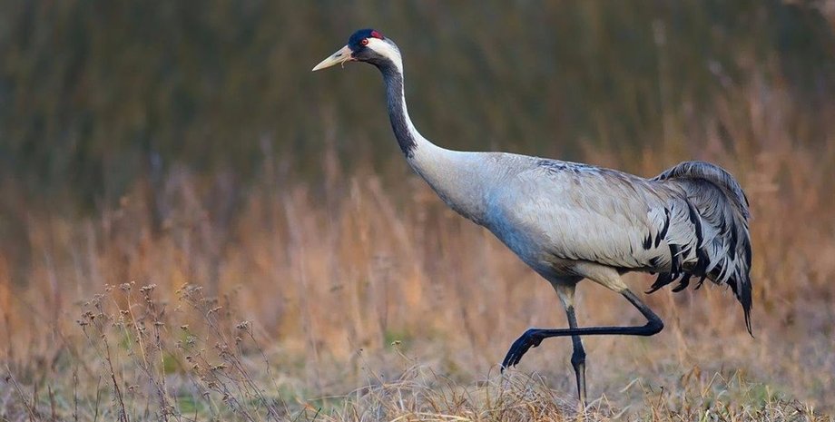 Херсонщина, Аскания-Нова, журавли, гибель, отрава,