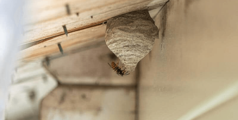 Гніздо ос, моторошна знахідка, оси, комахи, гніздо комах, лампочка, магазин садових товарів, спрей від комах