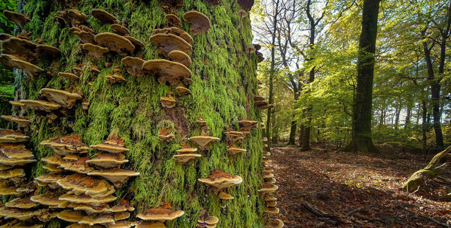 дерево, гриби на дереві