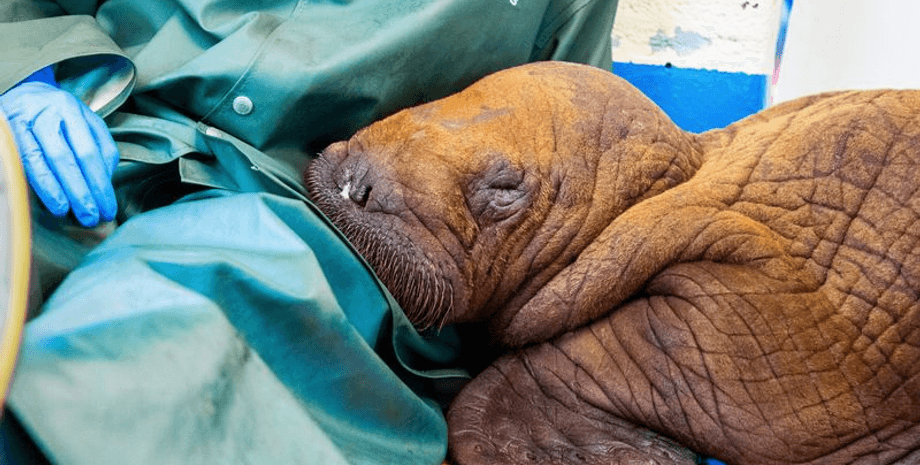 Детеныш моржа, морж, животное, сирота, осиротевший детеныш моржа, тихоокеанский морж, защита животных, сильно обезвожен