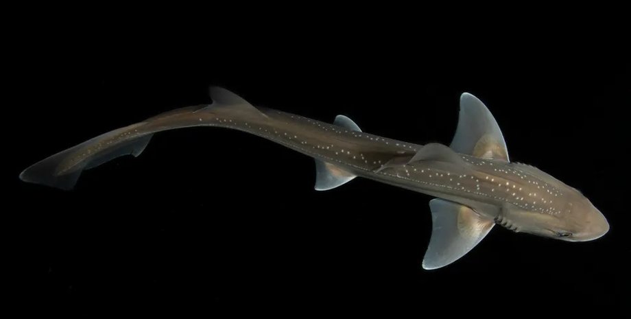 рифовая акула