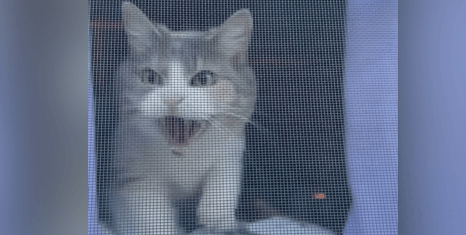 Сіро-білий кіт стоїть за віконною сіткою і шипить, охороняючи дім, прийнявши господиню за чужинця