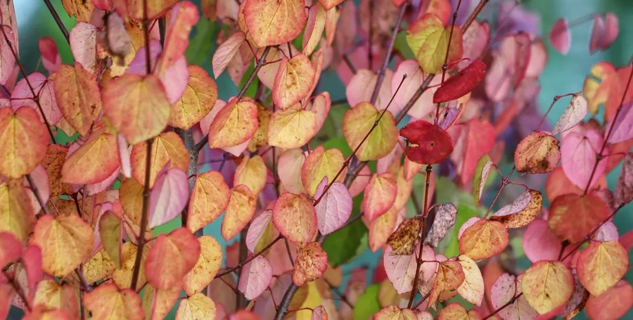 запах пирожного дерева