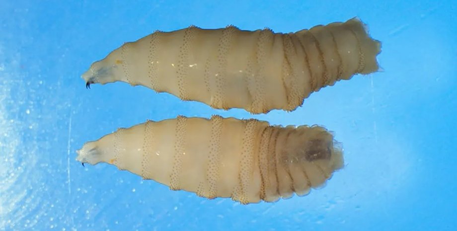 мясная муха, личинка мясной мухи