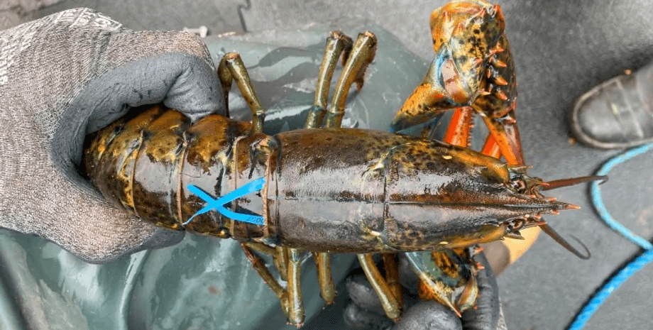 Лобстер, туристка врятувала лобстера, лобстер, замовила лобстера, відпустила в море, здивувала кухарів, врятувала тварину