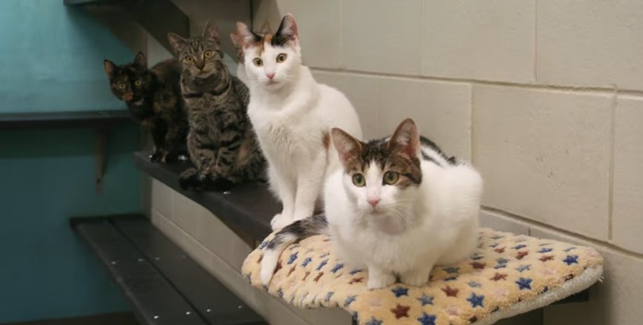 кошки, стерилизация кошек