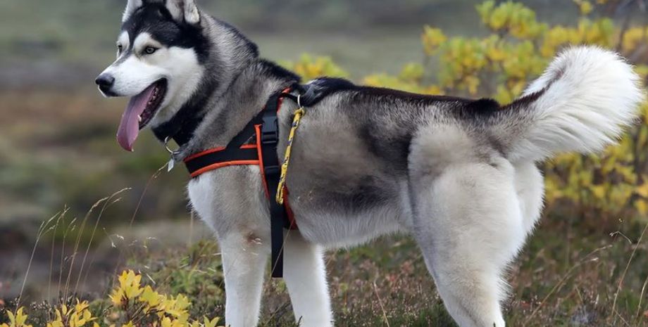 Собака навчився носити багаж гостей одного з готелів у Китаї й став зіркою соціальних мереж, курйози