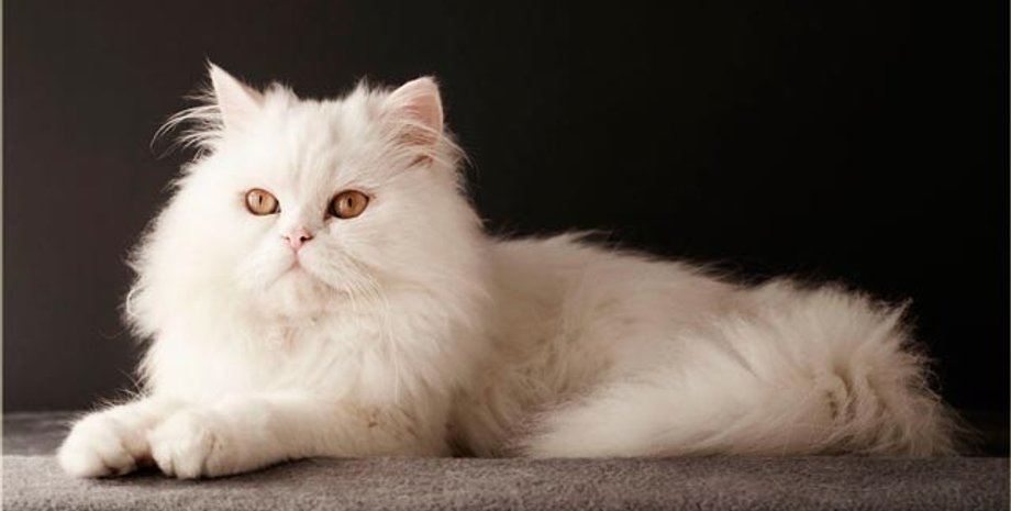 кот, кот с плоской мордой