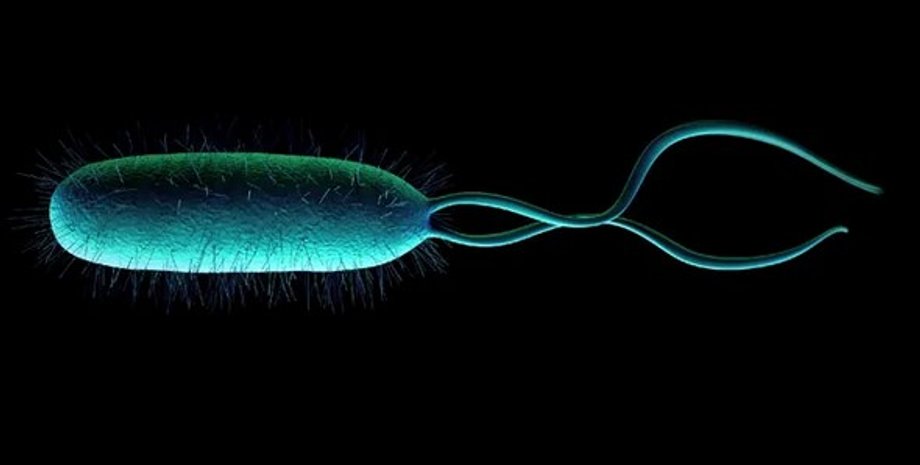 бактерия Helicobacter pylori