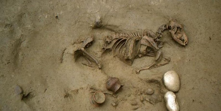 давні поховальні практики, культура Сеноман, людино-тваринні поховання, археологічні знахідки в Вероні, доримські ритуали, генетичний аналіз, релігійні вірування, собаки в давніх культурах