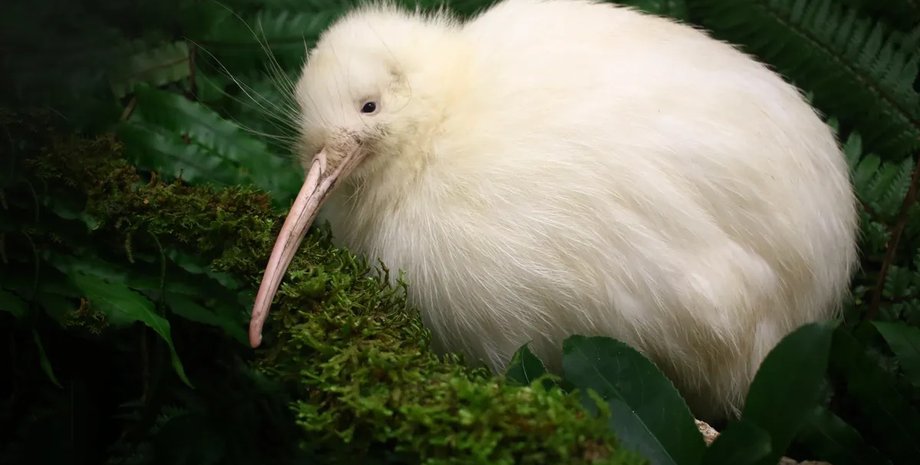 птица киви белые перья