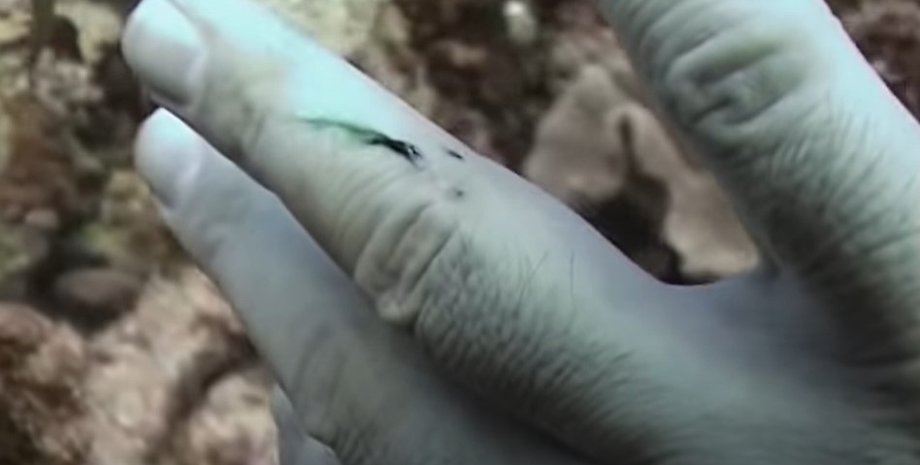 зеленая кровь