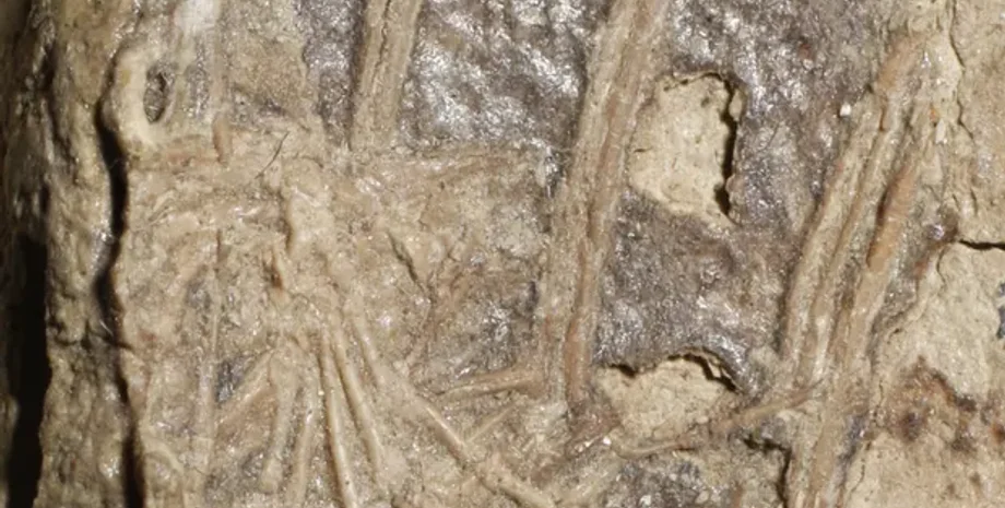 динозавры, останки, жертва