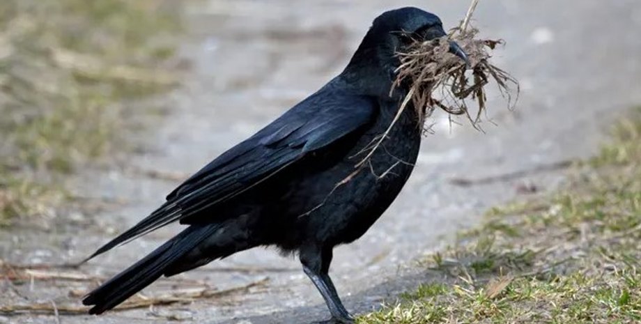 птицы, строительство гнезд