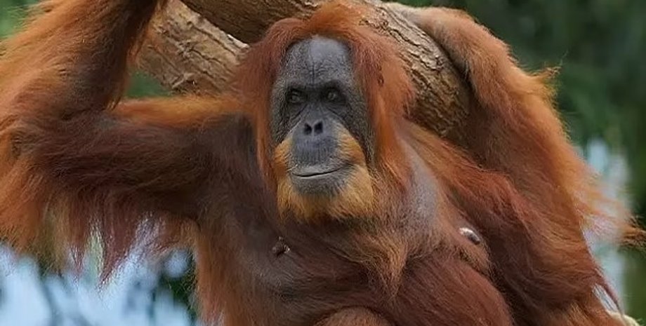 орангутан, самый старый орангутан