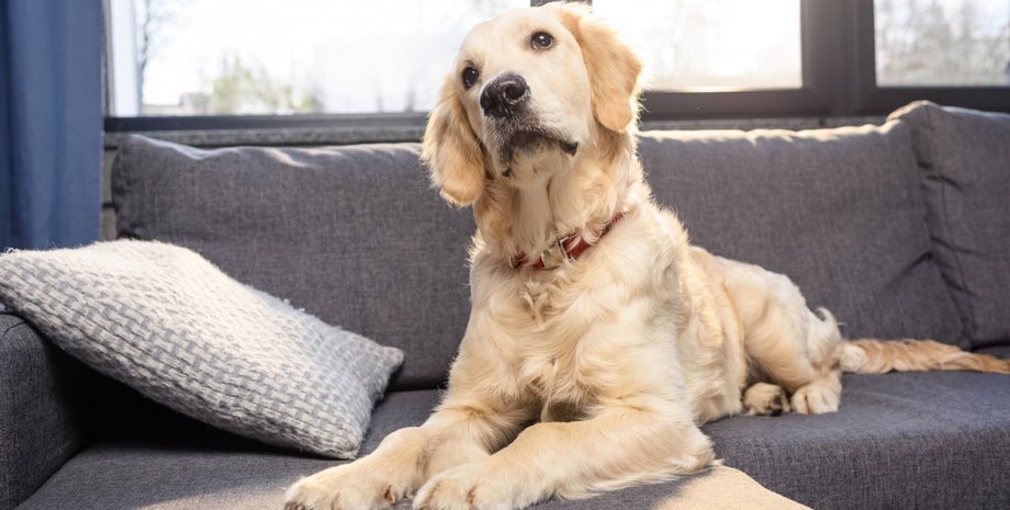 Жінка заходить у новий будинок із лабрадором: за кілька хвилин стається курйоз