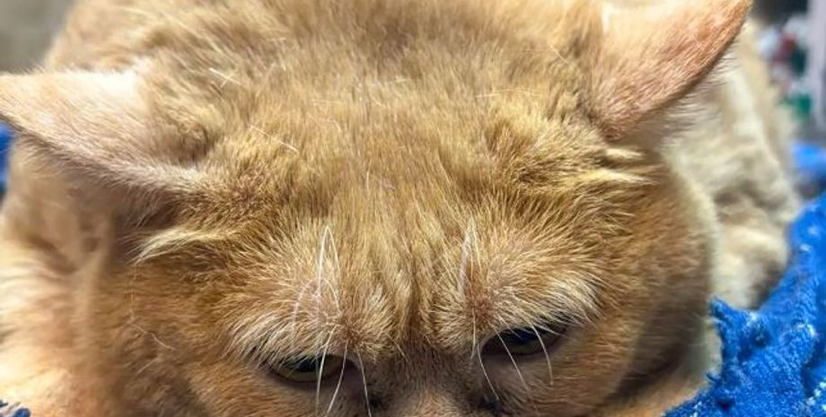 Работа, Ужгород, коты