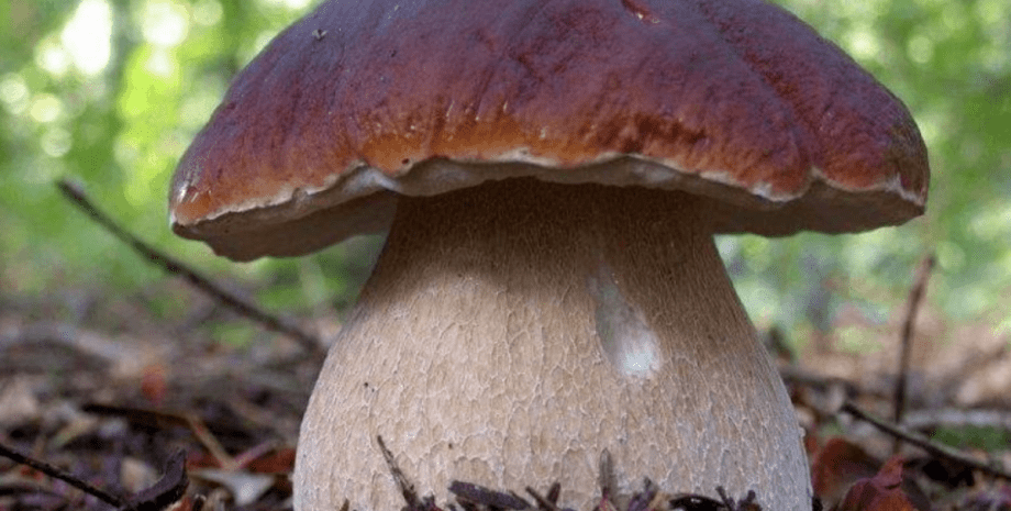 боровик боровик, гриб