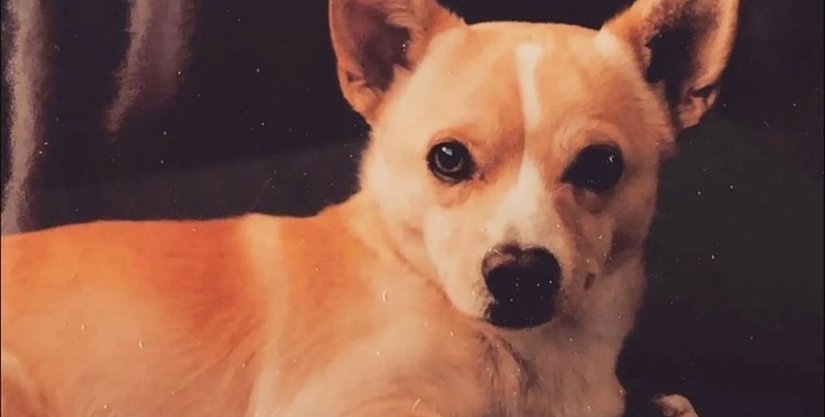 найстаріший собака у світі, найстаріший собака у світі, найстаріший собака вік,