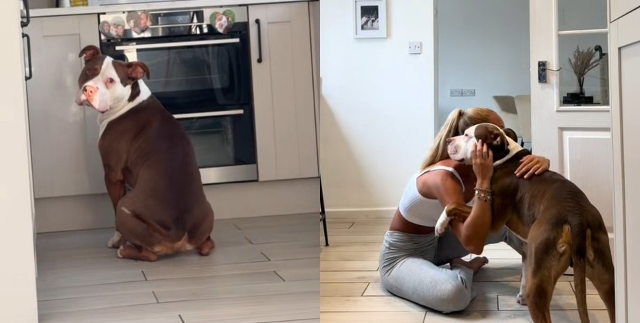 Цуценя, собака, пес, TikTok, пес і торт, собака стримала себе, дисципліна собаки, viral dog TikTok, цуценя не з'їло торт, хороший хлопчик, день народження, торт для собак