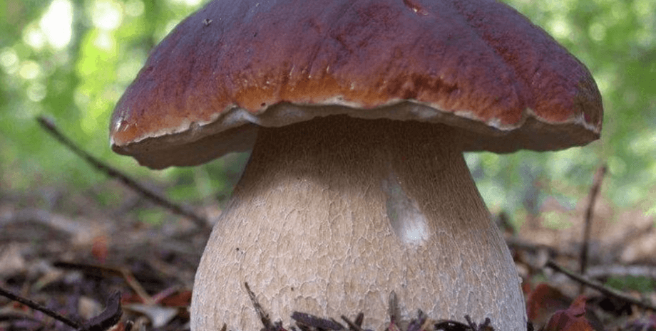 боровик, гриб