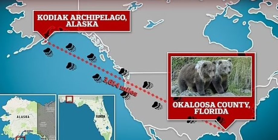 медведи, медведи из Аляски