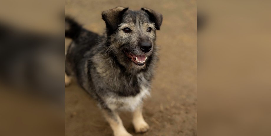 Собака Кири ищет новую семью