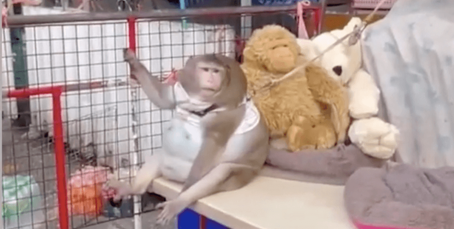 Длиннохвостая макака, Годзилла, Бангкок, рынок, таиланд, толстая обезьяна