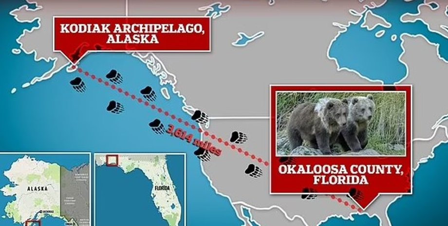 медведи, медведи из Аляски