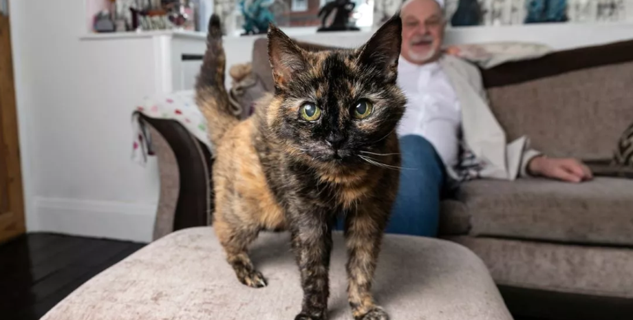 Самая старая кошка на планете, Книга рекордов Гиннеса, достижения, титул, домашние любимцы, животные, курьезы, фото