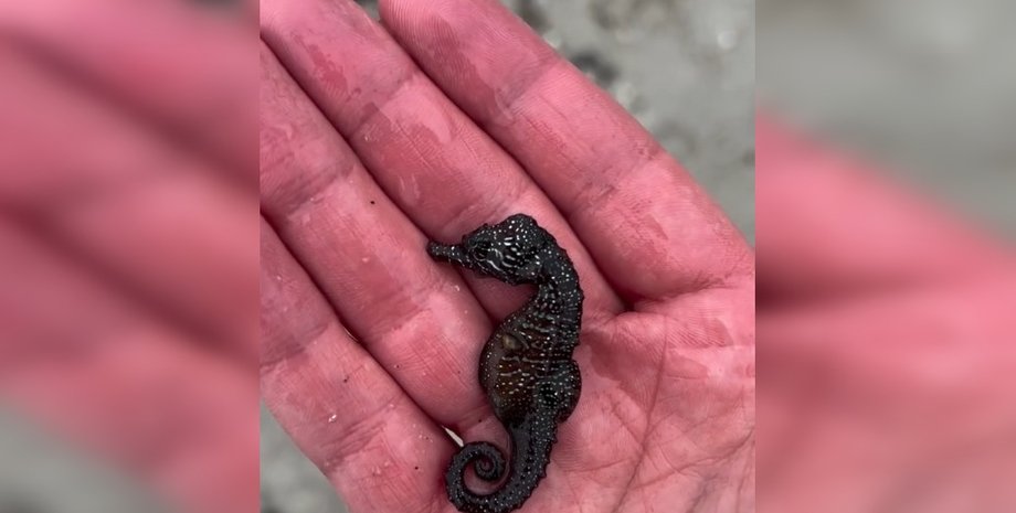 морские коньки одесса