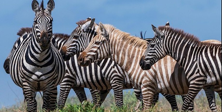 Фото: Sergio Pitamitz