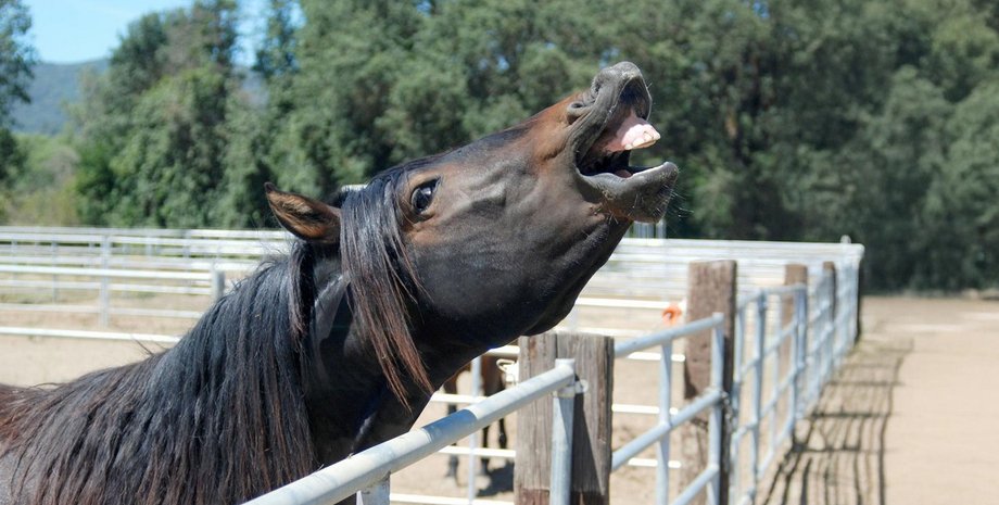 Лошадь звук общение голос