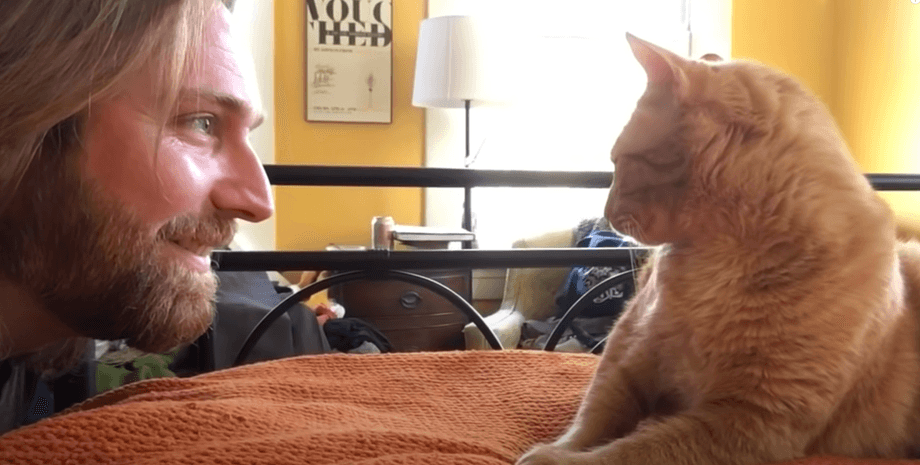 Помста коту, кіт, нахабний кіт, кіт будить господаря, ранні підйоми, чоловік помстився коту, накричав на кота, вірусне відео